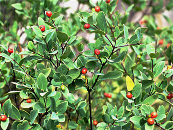 缅甸草药出口中国市场