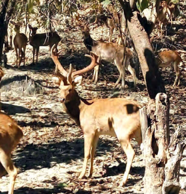 瑞射陶金鹿保护公园将开放给民众游览