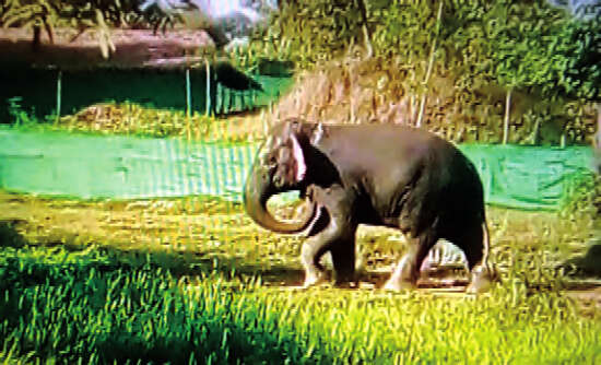 仰光省岱枝县一些乡村架设电网防备野象入侵