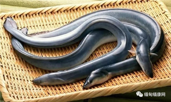 中国商人计划与曼德勒企业合资养殖鳗鱼