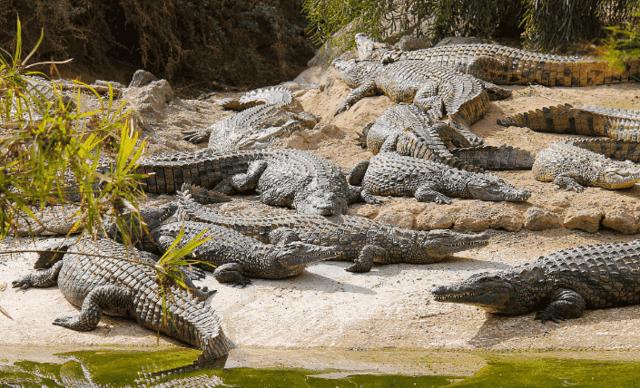 缅甸正在强力维护即将绝种的咸水鳄鱼