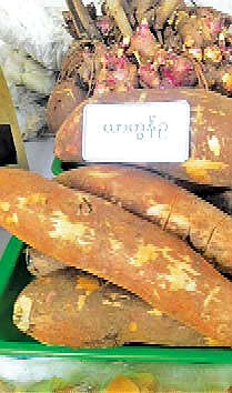 缅甸官方报纸介绍一种薯类植物