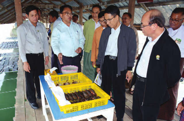 缅甸丹老地区虾池一年可获利6万美元