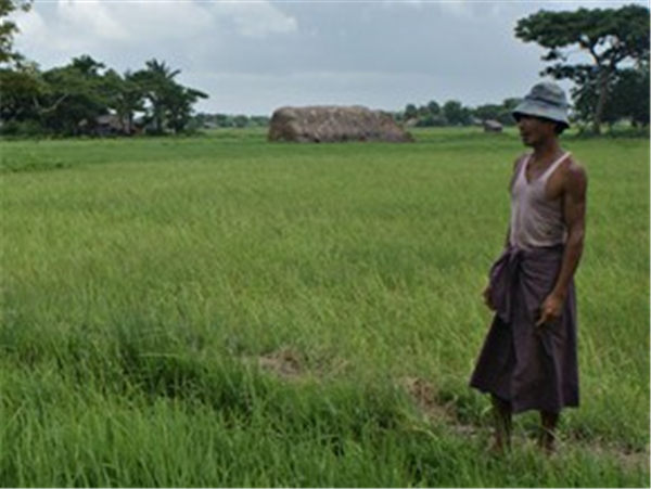 缅甸大米出口进入寒冬期？