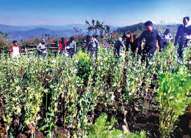 缅甸鸦片种植逐年减少