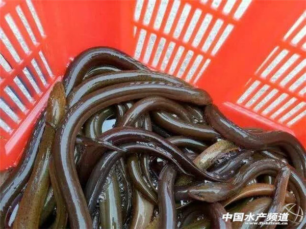 春节过后，曾经抢手的缅甸黄鳝如今价格却直线下降