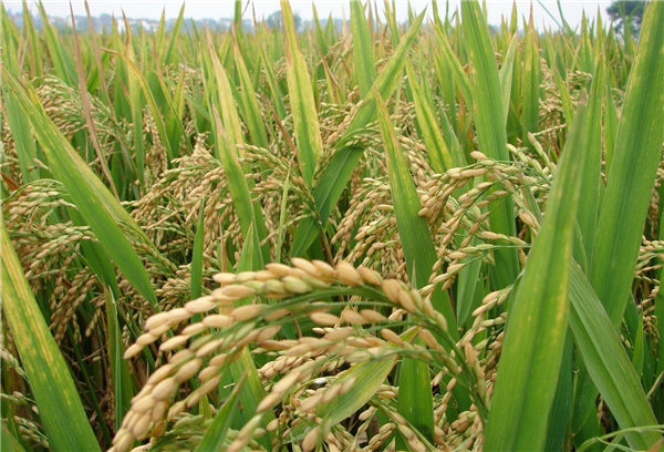 缅甸到2020年将出口多达400万吨大米