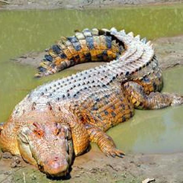 仰光打基达镇的鳄鱼饲养基地