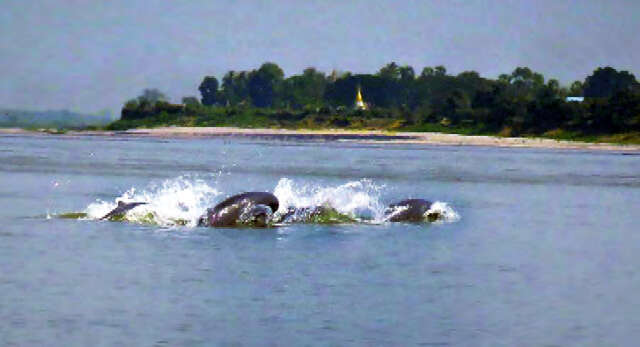 曼德勒至八莫间伊洛瓦底江江豚数量比去年略减
