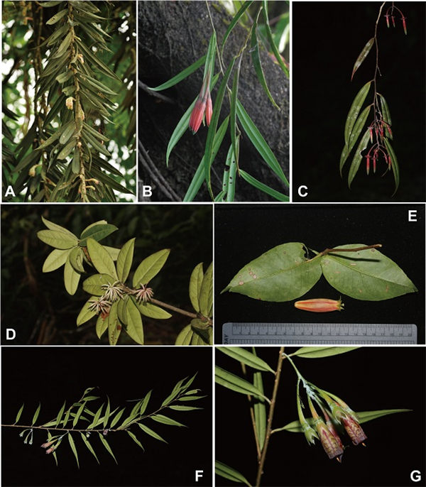缅甸树萝卜属分类学研究获新进展