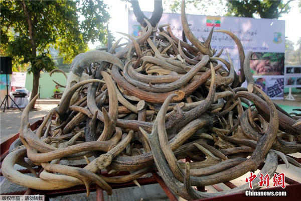 缅甸警方将销毁缴获的非法野生动物制品 象牙堆积如山