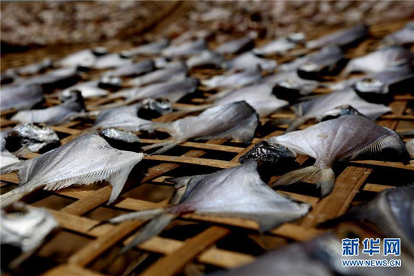 隔着屏幕都能闻到海鲜味 缅甸渔民晾晒鱼干