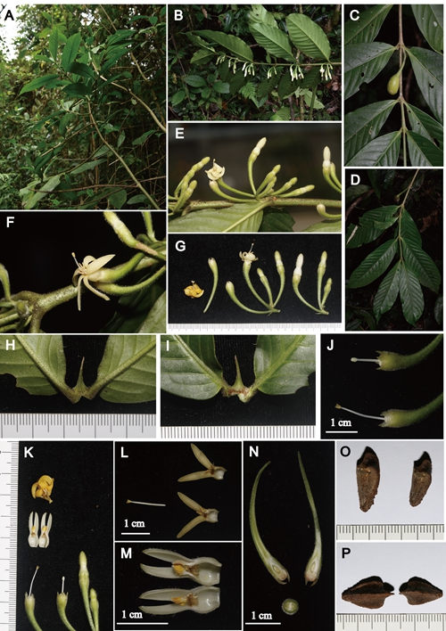 版纳植物园在缅甸北部发现茜草科新种——长瓣鱼骨木