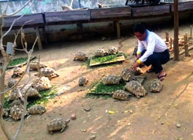 蒲甘市的星龟饲养场