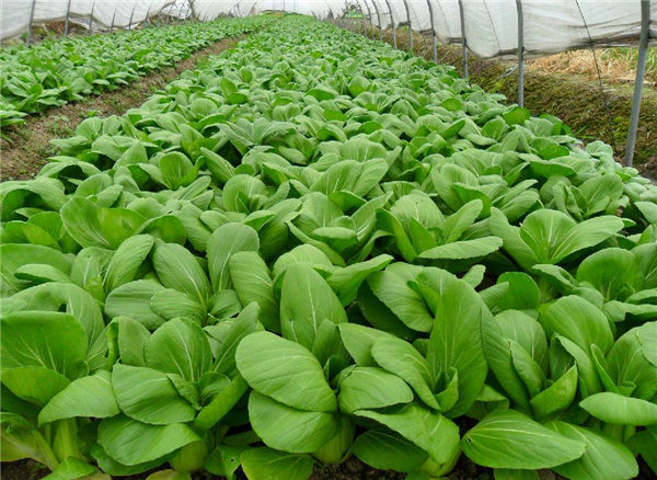 中缅农业蔬菜种植技术研讨会在芒市召开