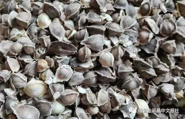 供不应求！缅甸辣木与海巴戟成中国、美国与韩国的抢手货！