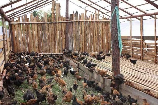 缅甸的鸡鱼虾综合养殖模式(貌强)