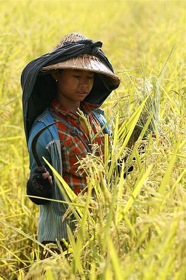 缅甸稻谷总会公布稻谷基础收购价不变