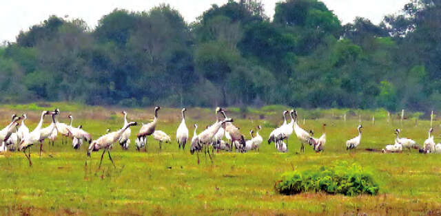 注意越境而来的“客人”所带来的病毒