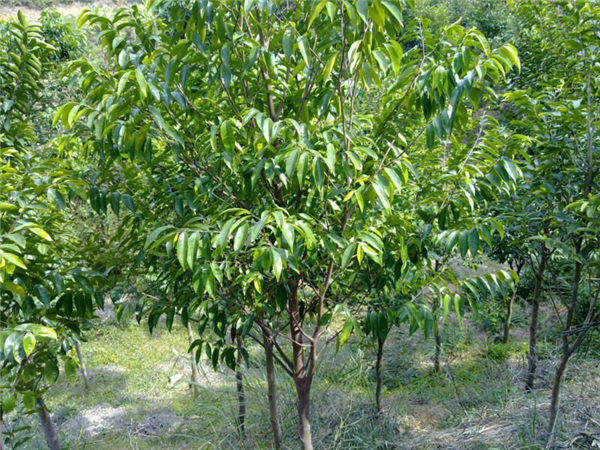 缅甸与美国公司合作种植沉香