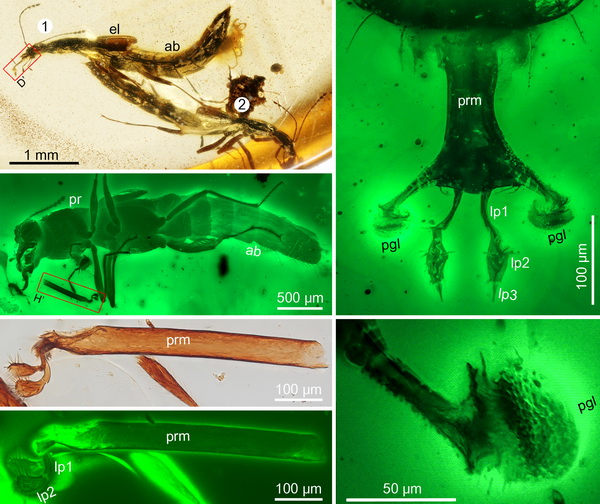南京古生物所等揭示缅甸琥珀中甲虫“吐舌”式捕食行为