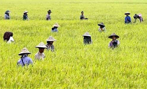 缅甸稻谷商会为90天早熟米规定基本价