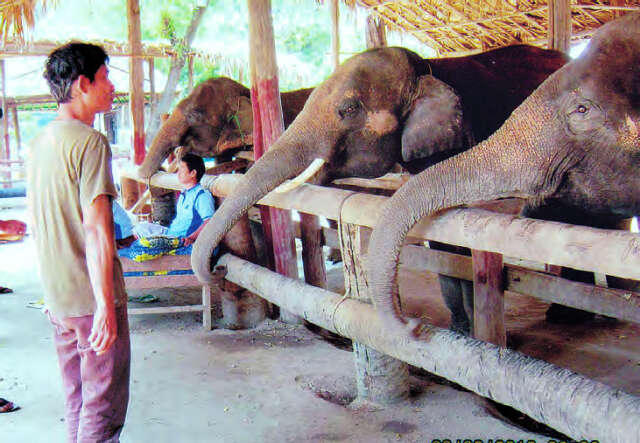 良乌地区的大象营地游客们络绎不绝