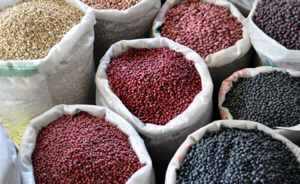 印度将重新购买缅甸豆类使豆价开始上扬