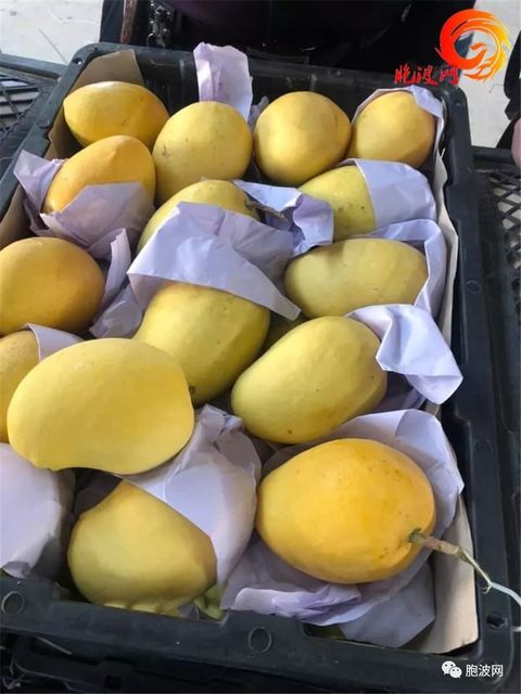 今年进入中国的缅甸圣德隆芒果要涨价了