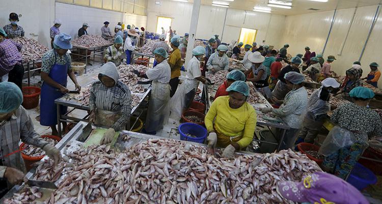 缅甸重新向欧盟诸国出口海鲜