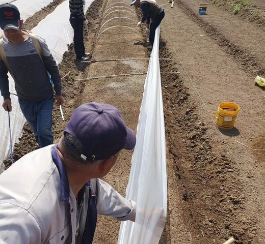 海水稻正从试验田走向餐桌，要高产更要优质