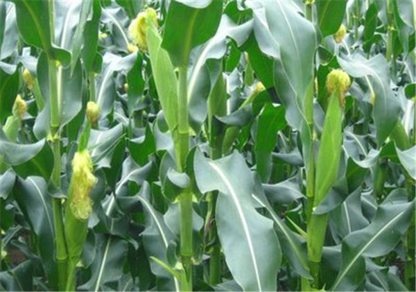 因没有中国的购买缅甸国内市场的玉米价格下跌