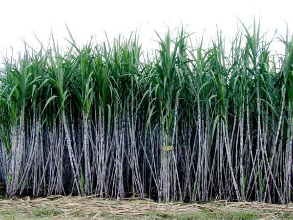 缅甸白糖销路不畅导致积压