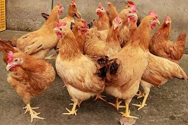 马奎省规定五县区为本土鸡特别饲养区