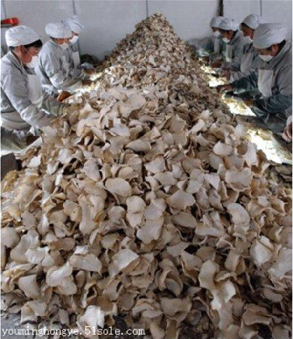 钦道雅达那公司与四川新星魔芋公司签署钦邦产魔芋干片向中国出口协议