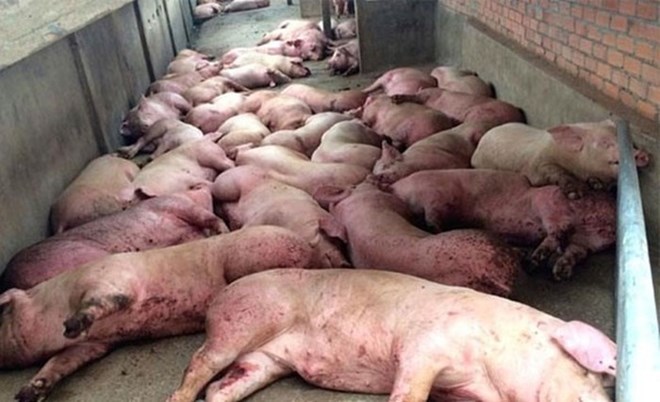 缅甸官方公布非洲猪瘟疫情情况