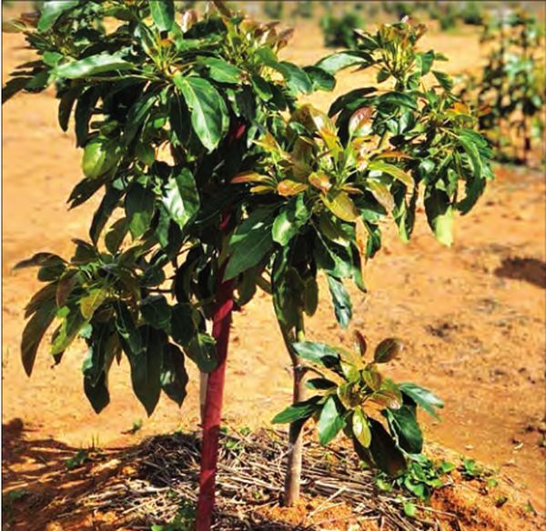 牛油果种植业已获得国外赞助投资100万美元