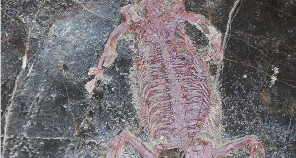 缅甸掸邦北部发现超过两亿年的恐龙爬行类物种化石。