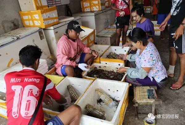 因为这座小城，缅甸螃蟹爬上了德宏餐桌！