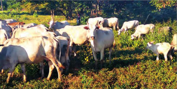 木姐地区已积累了5000多头牛和水牛