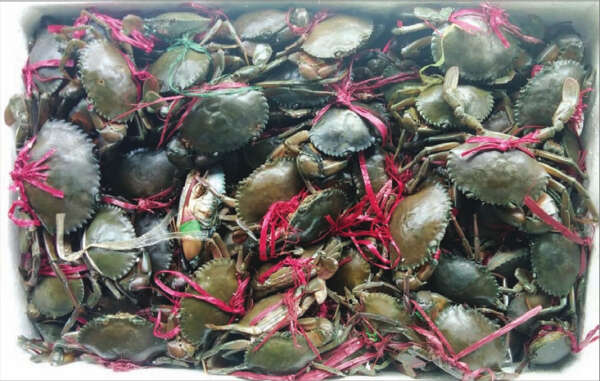 今年缅甸向中国出口的螃蟹数量大减