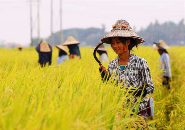 缅甸规定了2019—20年度稻谷收购的基本价