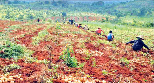 掸邦南部东枝县区栽种印度马铃薯良种获成功