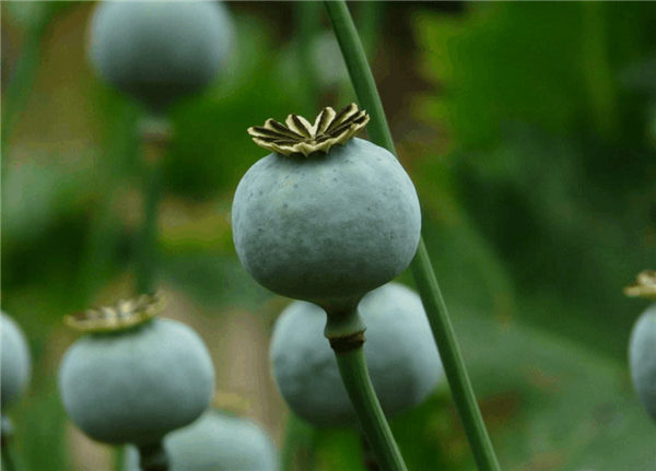 缅甸2018年罂粟产量下降5.45％