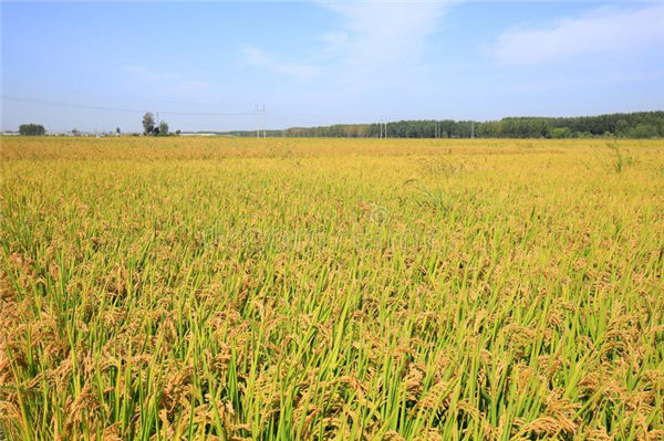 缅甸农业局与日本合作研究原产地稻米种