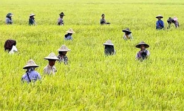 伊洛瓦底省将生产新稻谷种后出口中国