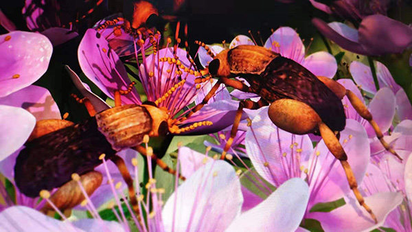 中美科学家在约1亿年前的缅甸琥珀中发现最早为花传粉的动物
