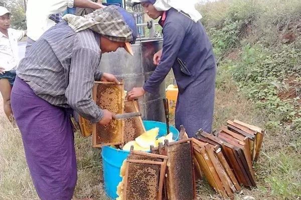 枣树开花季节蜂蜜产量高购买力却疲弱