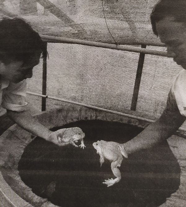 采用国外技术发展当地食用蛙饲养业