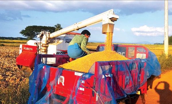 稻谷价钱下跌农民们只好囤积等待时机再出售
